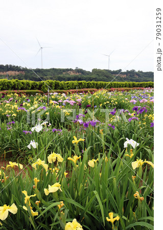 北潟湖 花菖蒲園(福井県 あわら市) 北潟湖 花菖蒲園(福井県 あわら市) 79031259