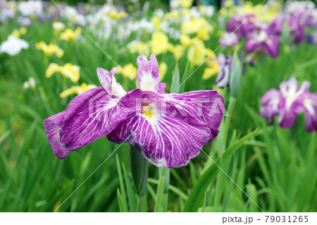 北潟湖 花菖蒲園（福井県 あわら市） 79031265
