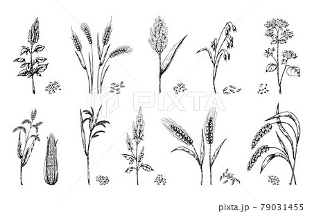 ragi plant clipart image