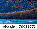 梓川沿いの唐松の紅葉 79031773