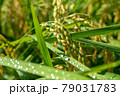もうすぐ収穫の稲穂 79031783