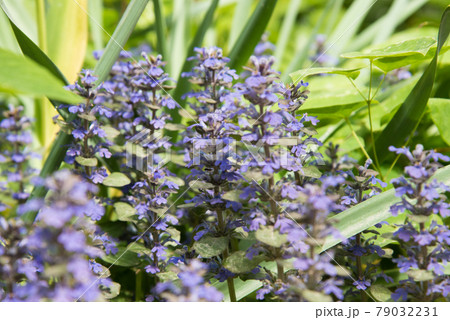 A flowering plant with small purple inflorescences. Background, texture. Medicinal plant 79032231