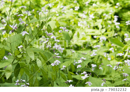 A plant with small fragrant flowers. Background, texture A plant with small fragrant flowers. Background, texture 79032232