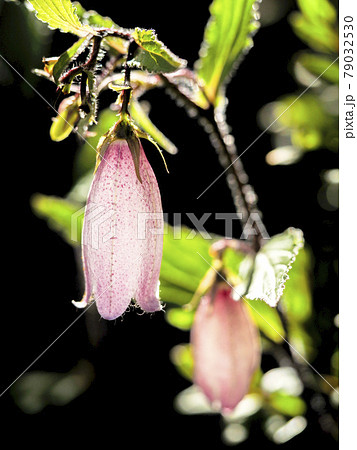 花 ホタルブクロの花 ホタルブクロの写真素材