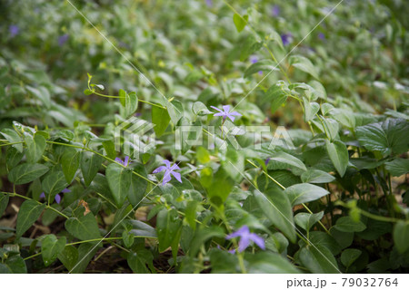 V nca major. A plant with delicate purple flowers. Background, texture V nca major. A plant with delicate purple flowers. Background, texture 79032764