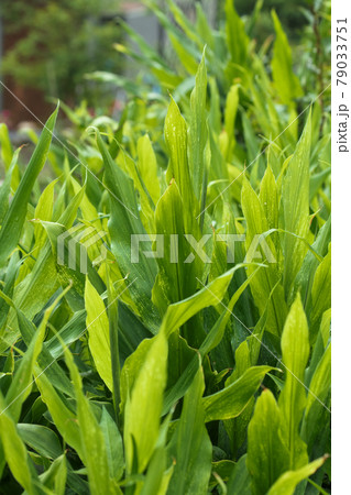 茗荷 畑 茗荷 畑 79033751