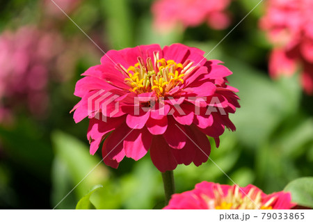 Beautiful pink zinnias in the flowerbed 79033865