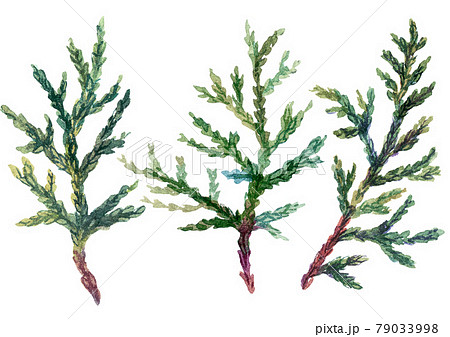 Cypress Leaves Watercolor Illustration. Isolated on White. 79033998