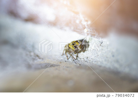 Small Black, brown, and White Jumping spider, salticidae, eating a house fly. Macro photo 79034072