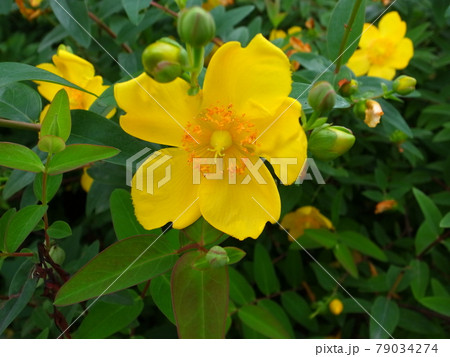 キンシバイ 79034274