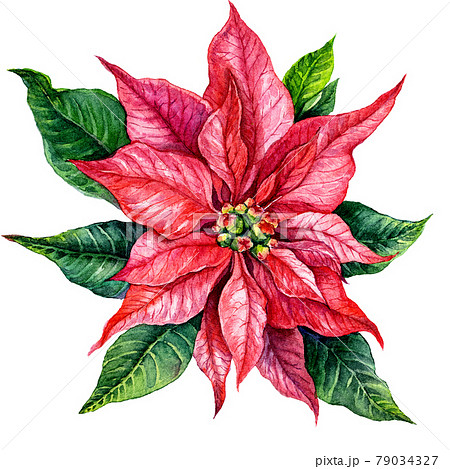 Red Poinsettia Watercolor Illustration Isolated on White. 79034327