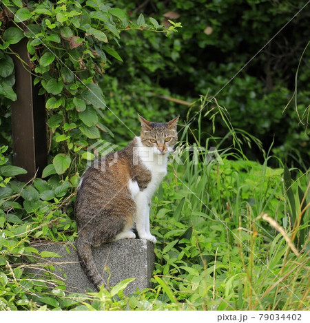 振り向く猫 79034402