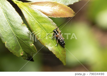 シラホシカミキリ シラホシカミキリ 79034490