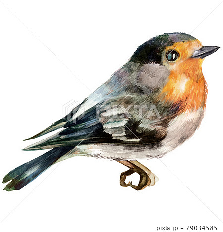 Watercolor Robin Bird Illustration Isolated on...のイラスト素材 [79034585] - PIXTA