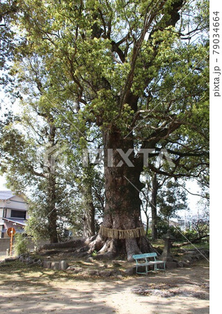 久留米市の赤司八幡宮の御神木 79034664