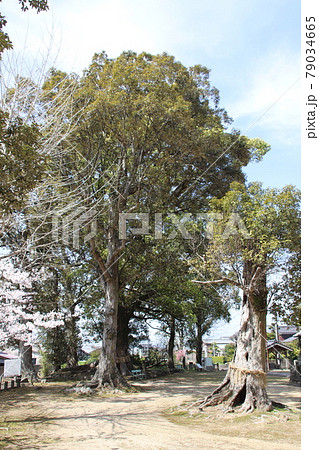 久留米市の赤司八幡宮の御神木 79034665