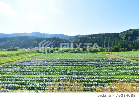 2020年夏、奥羽本線の及位駅から新庄駅間車両からの車窓風景 79034688