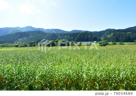 2020年夏、奥羽本線の及位駅から新庄駅間車両からの車窓風景 79034689