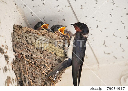 巣で雛に給餌する燕 79034917