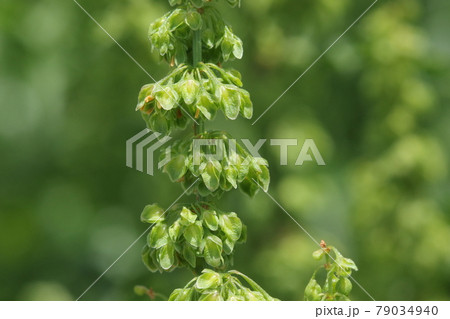 自然 植物 ギシギシ、空地や道ばたで見かける草。初夏に花穂を伸ばし目立たない花をつけます 自然 植物 ギシギシ、空地や道ばたで見かける草。初夏に花穂を伸ばし目立たない花をつけます 79034940