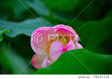 蓮 紅蓮 79035119