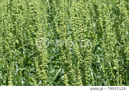 自然 植物 ギシギシ 邪魔な雑草と言うイメージですが 根は生薬に 若芽はお浸しや和え物になりますの写真素材