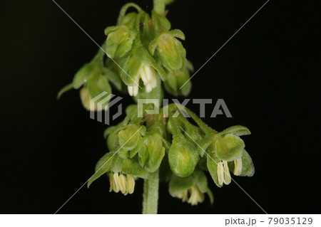自然 植物 ギシギシ、花穂を近くで見ると。輪生状に小さな目立たない花がついています 自然 植物 ギシギシ、花穂を近くで見ると。輪生状に小さな目立たない花がついています 79035129