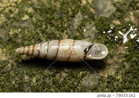 キセルガイ キセルガイ 79035162