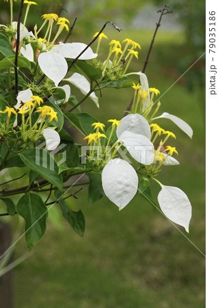 黄色く小さなコンロンカの花 黄色く小さなコンロンカの花 79035186