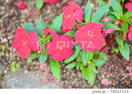 ニューギニアインパチェンスの花 ニューギニアインパチェンスの花 79035524