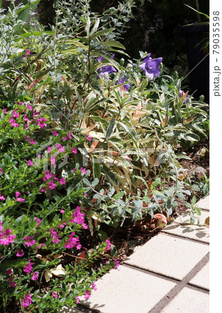 庭の花々 ピンクのクフェアの写真素材