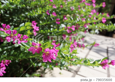 庭の花々 ピンクのクフェア 庭の花々 ピンクのクフェア 79035600