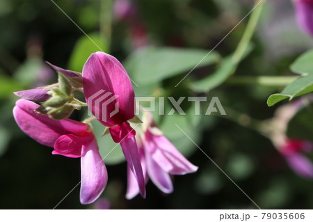 半日陰に植えたハギの花の写真素材