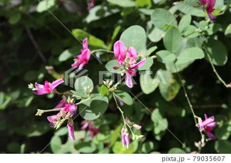 半日陰に植えたハギの花の写真素材