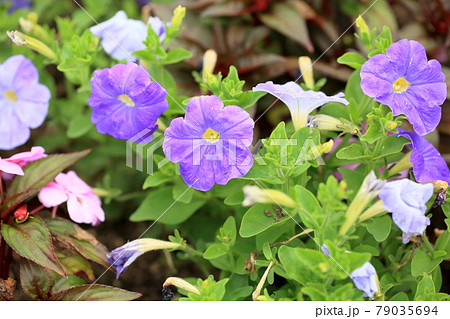 ペチュニアの花 ペチュニアの花 79035694