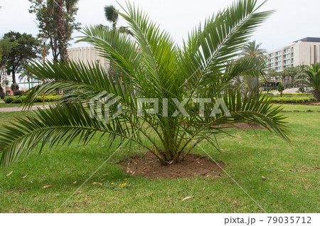 Mini palm tree in a public park in North Africa, Morocco Mini palm tree in a public park in North Africa, Morocco 79035712