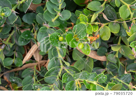 tropical bush wild with green fruits. Morocco 79035720