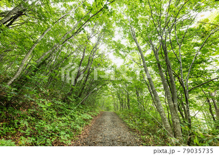栗駒山世界谷地新緑の木立に囲まれた緑のトンネルの登山道 79035735