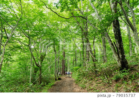 栗駒山世界谷地新緑の木立に囲まれた緑のトンネルの登山道 79035737