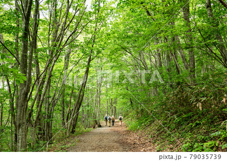 栗駒山世界谷地新緑の木立に囲まれた緑のトンネルの登山道 79035739