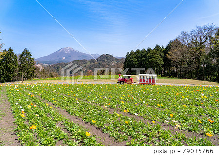 鳥取県　春のとっとり花回廊　花の丘のポピー畑と大山 79035766