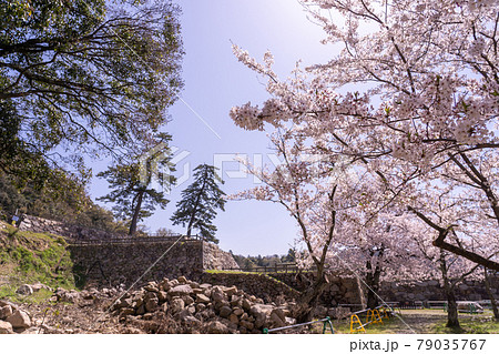 鳥取県鳥取市　春の鳥取城の天球丸と石垣 79035767