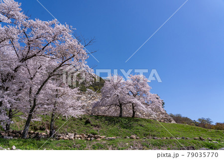 鳥取県鳥取市　仁風閣の庭から眺める春の鳥取城の石垣 79035770