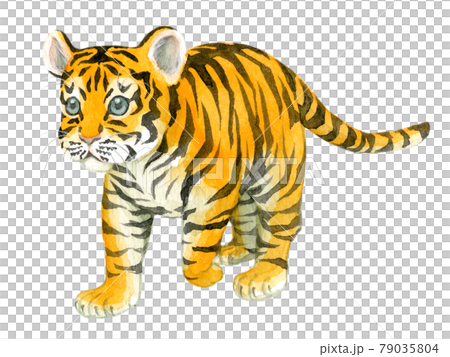 小老虎走路 79035804