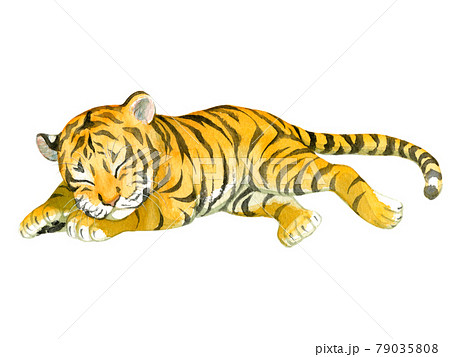 Lying tiger (yellow) - Stock Illustration [80765022] - PIXTA