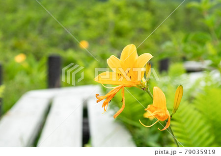 栗駒山世界谷地湿原ニッコウキスゲと木道 79035919