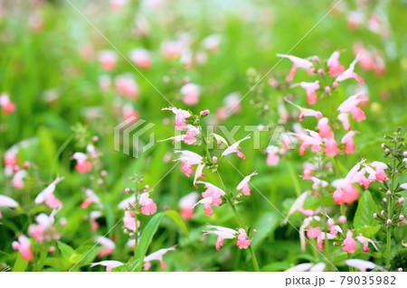 サルビアコネクシアの花　コーラルニンフ 79035982