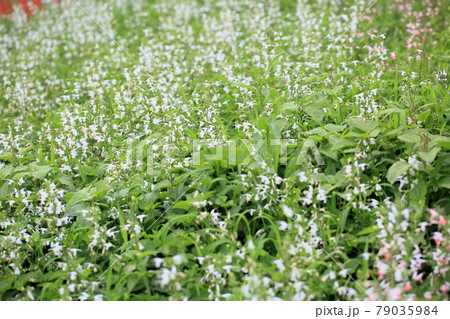 サルビアコネクシアの花 スノーニンフ サルビアコネクシアの花 スノーニンフ 79035984