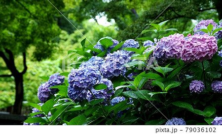 雨の紫陽花 雨の紫陽花 79036102