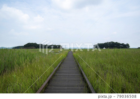 夏 干拓地 スポット 79036508